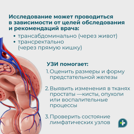 Важное исследование для мужского здоровья  — УЗИ предстательной железы