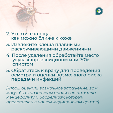УКУСИЛ КЛЕЩ! ЧТО ДЕЛАТЬ?